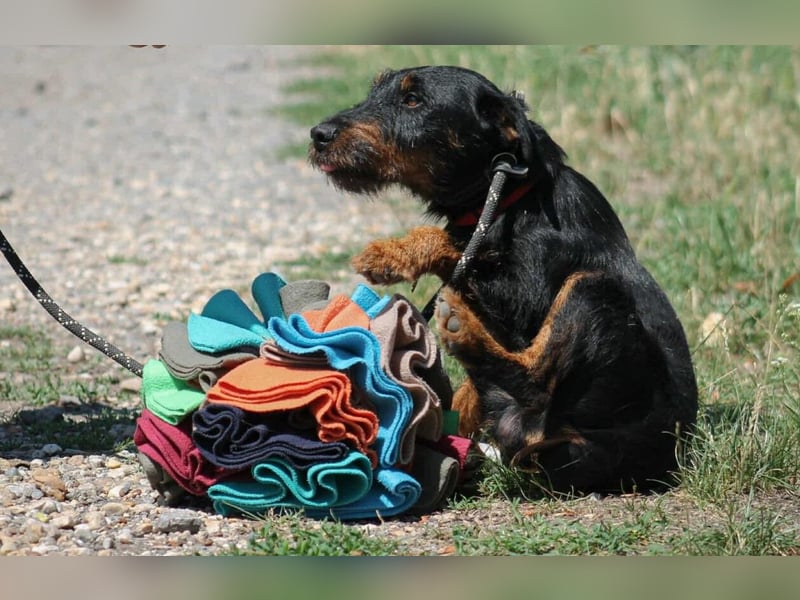 Jericho Terriermischling Rüde ca. 6 Jahre alt in Ungarn