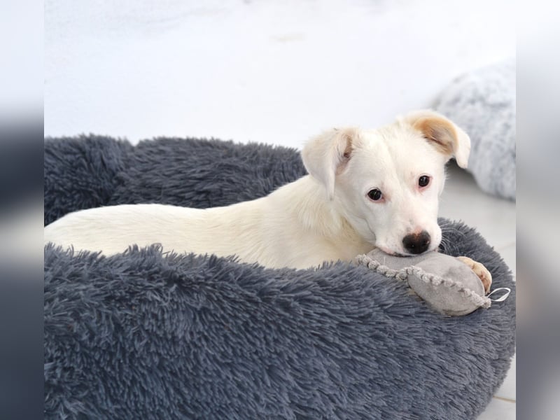 Elsa Kokonimix Hündin ca. 6 Monate alt in Griechenland