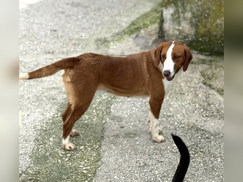 Selma Mischlingshündin ca. 2,8 Jahre alt in Griechenland