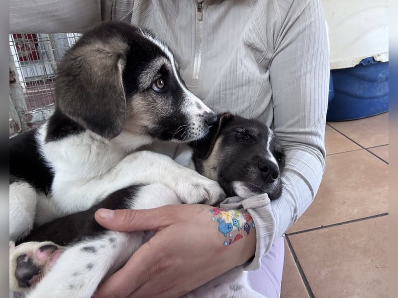 Nelly Mischlingshündin ca. 4 Monate alt in Griechenland