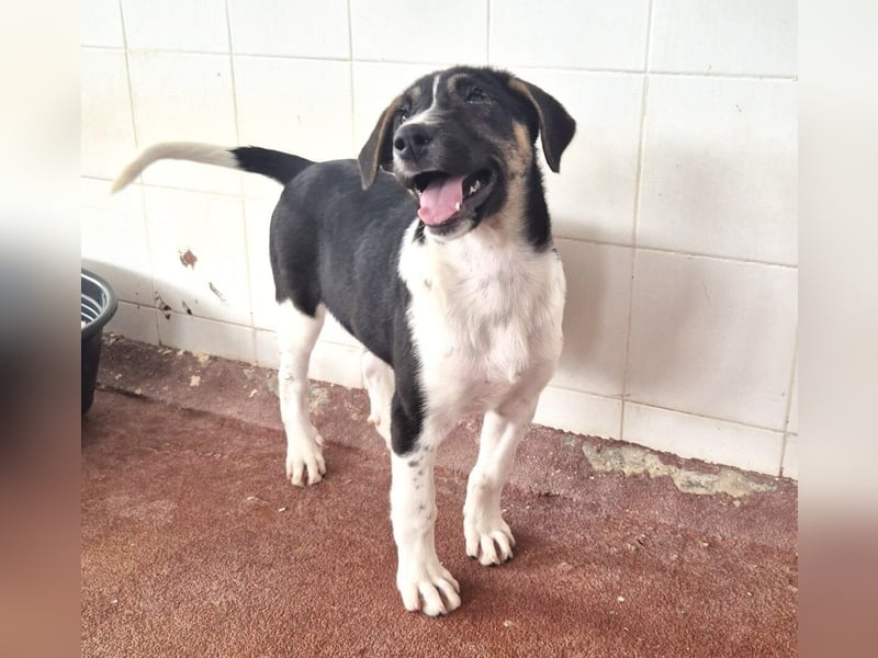 Nelly Mischlingshündin ca. 4 Monate alt in Griechenland