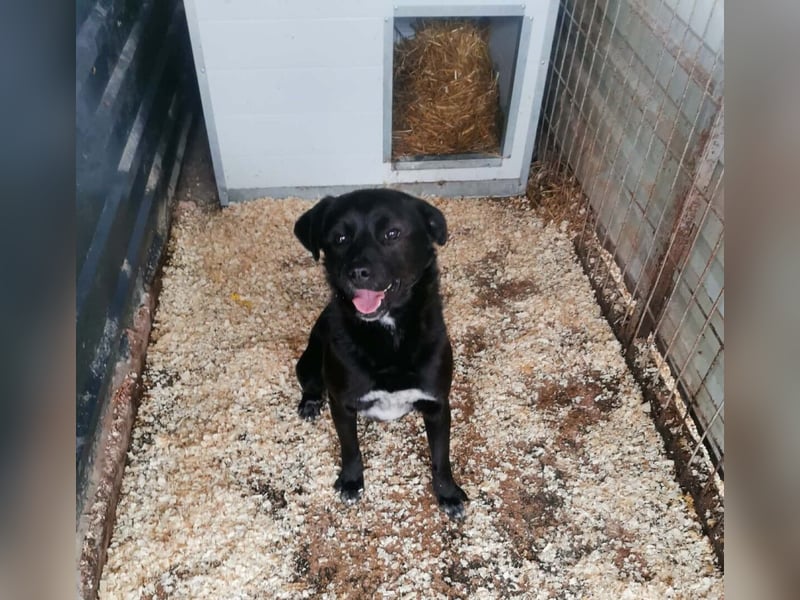 Tibike Mischlingsrüde ca. 1,5 Jahre alt in Ungarn