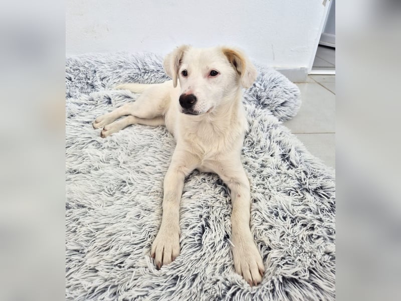 Elsa Kokonimix Hündin ca. 6 Monate alt in Griechenland