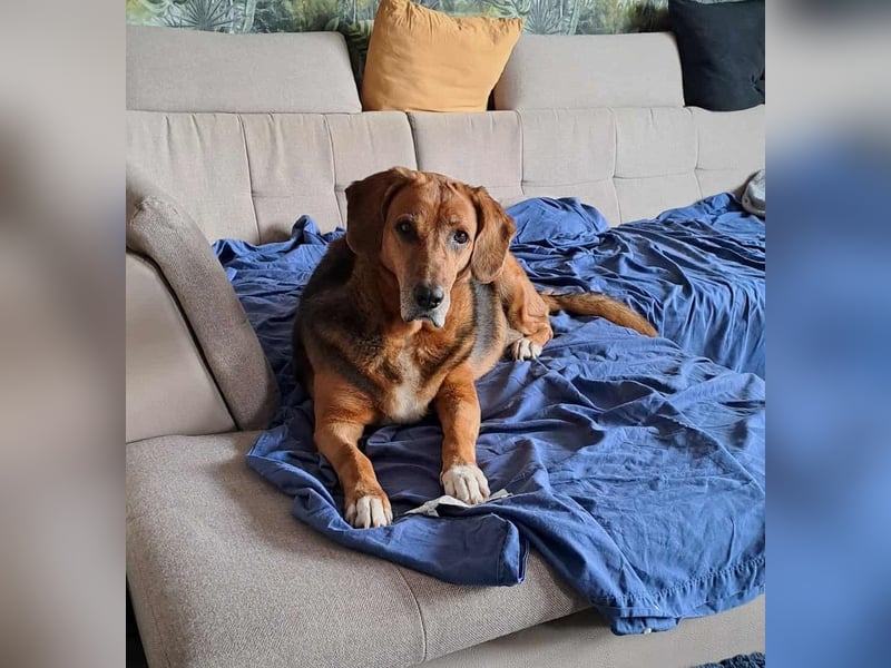 Perla Mischlingshündin ca. 8 Jahre alt in 34613 Schwalmstadt Perla Mischlingshündin ca. 8 Jahre alt in 34613 Schwalmstadt