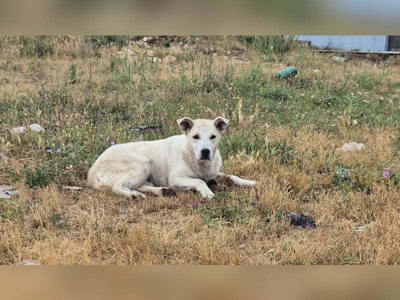 Sky liebe Mischlingshündin ca.1 Jahr alt in Griechenland