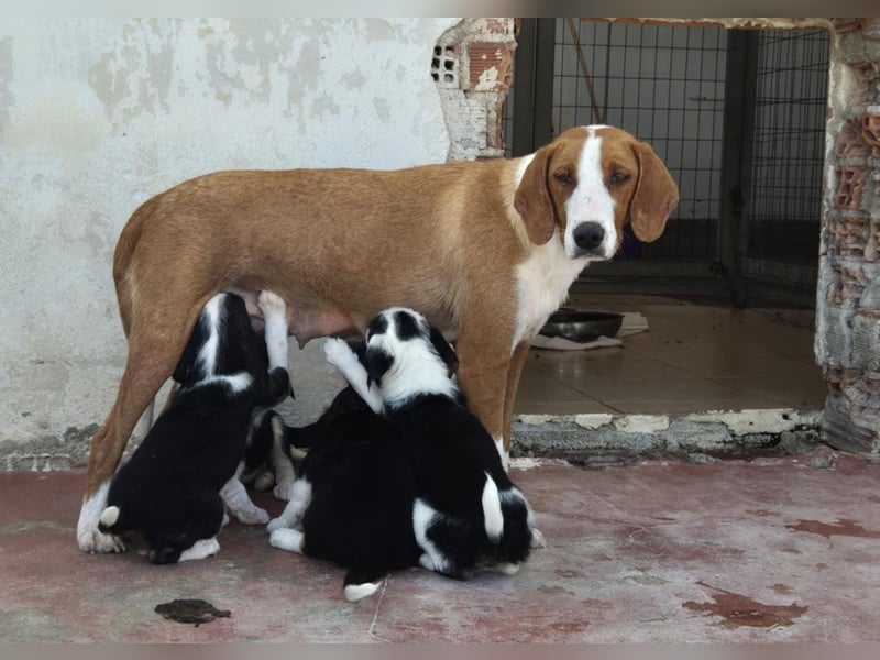 Selma Mischlingshündin ca. 2,8 Jahre alt in Griechenland