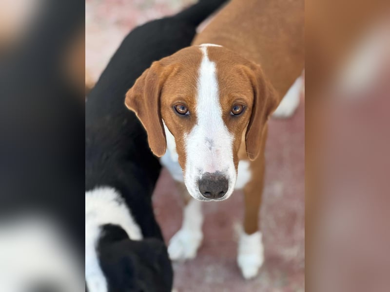 Selma Mischlingshündin ca. 3,5 Jahre alt in 72760 Reutlingen