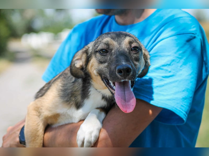 Robi Mischlingsrüde ca. 1  Jahr alt in 72667 Schlaitdorf