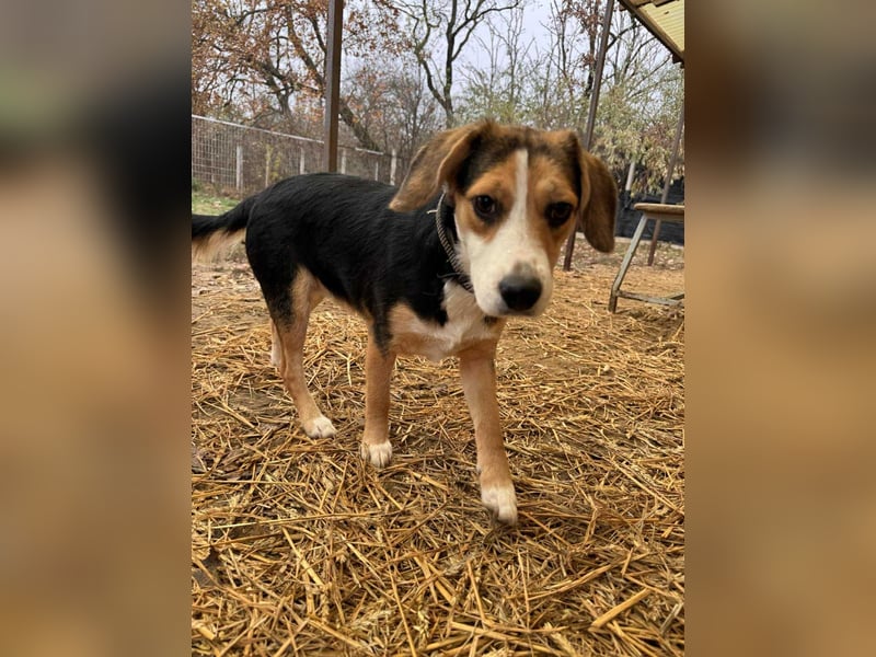 Afrodite Mischlingshündin ca. 1 Jahr alt in Ungarn