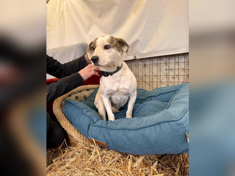 Tofu Mischlingshündin ca. 1,5 Jahre alt in Ungarn