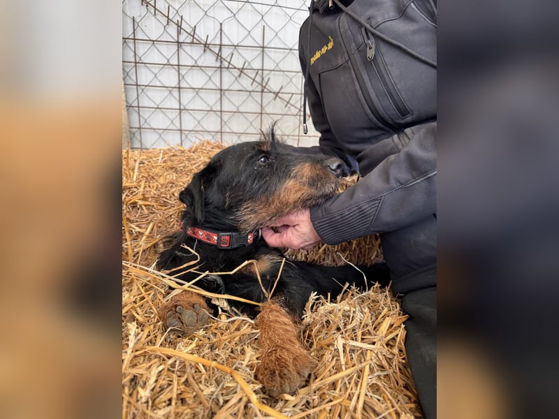 Jericho Terriermischling Rüde ca. 6 Jahre alt in Ungarn