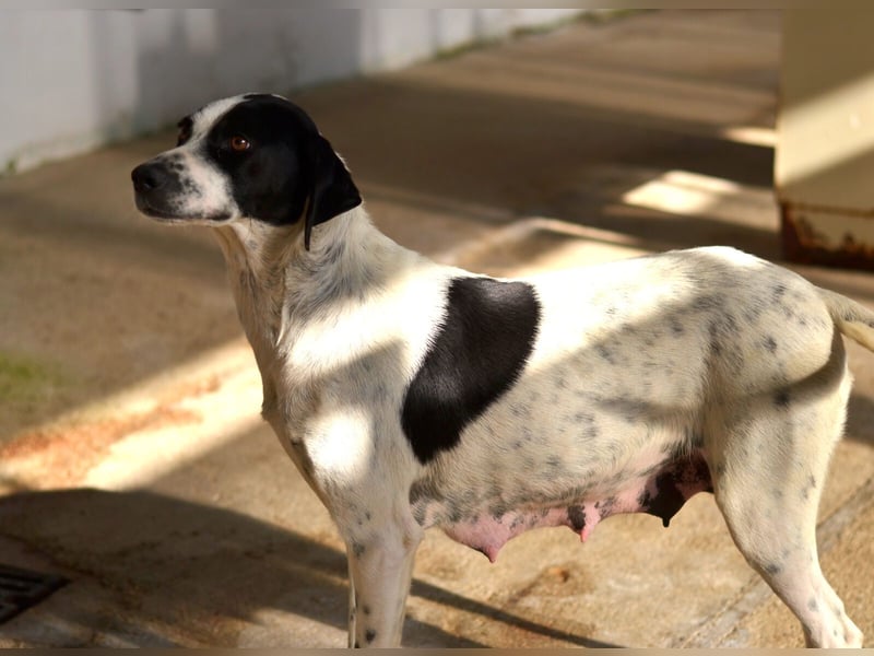 Nea Mischlingshündin ca. 5 Jahre alt in Griechenland