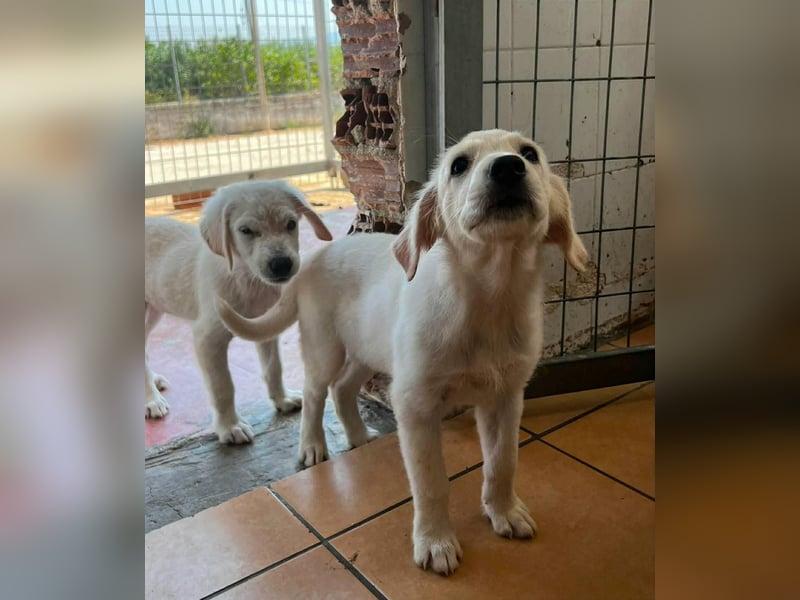 Nala Mischlingshündin ca. 3 Monate alt in Griechenland