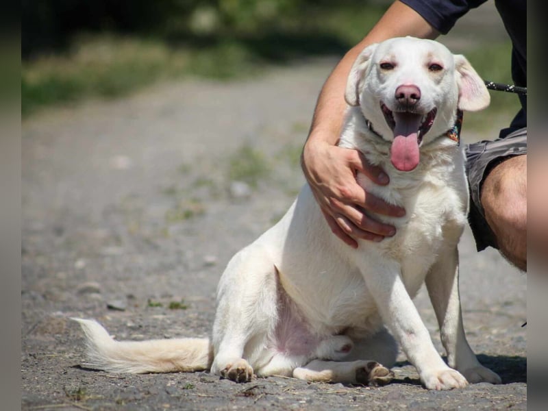 William Labradormix Rüde ca. 3,5 Jahre alt in Ungarn