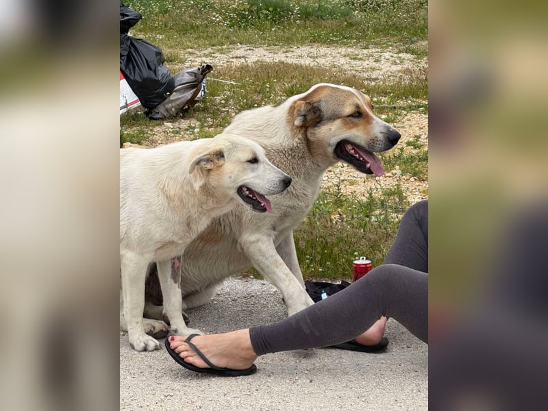 Sky liebe Mischlingshündin ca.1 Jahr alt in Griechenland