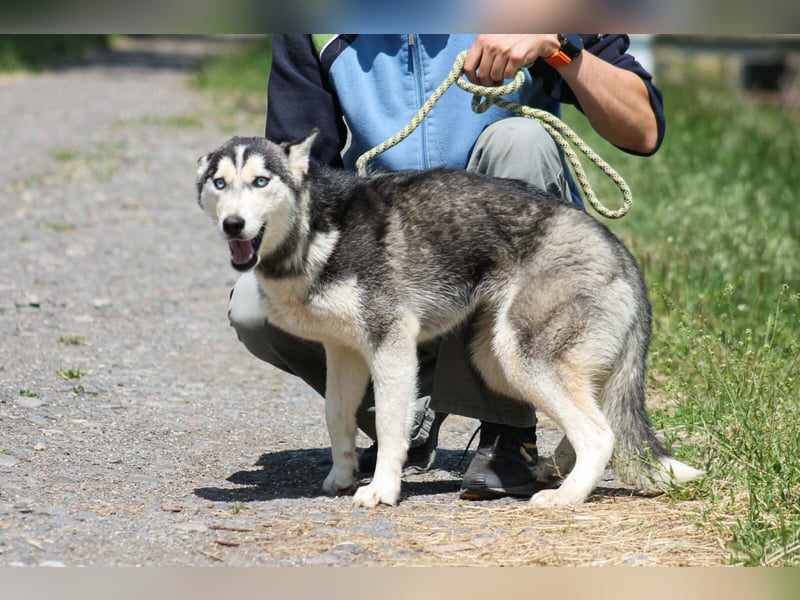 Celine Husky Hündin ca. 1,5 Jahre alt in Ungarn