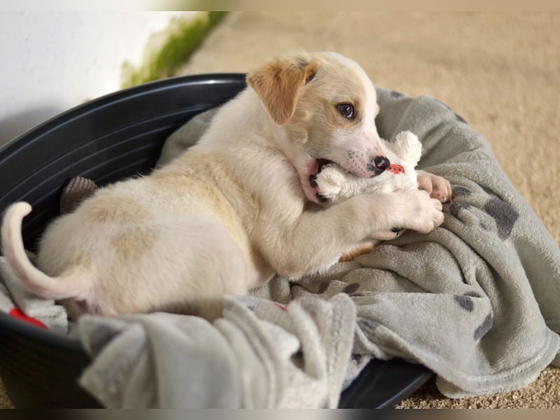 Nima Mischlingsrüde ca. 3 Monate alt in Griechenland