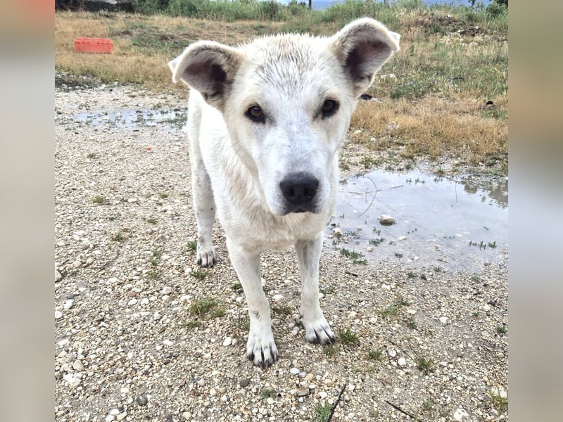 Sky liebe Mischlingshündin ca.1 Jahr alt in Griechenland