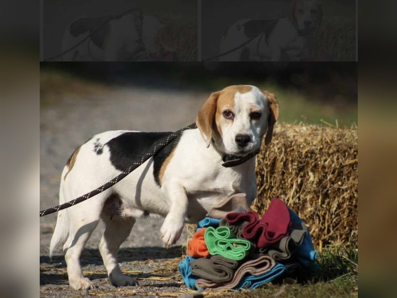Alma Beagle Hündin ca. 6 Jahre alt in Ungarn