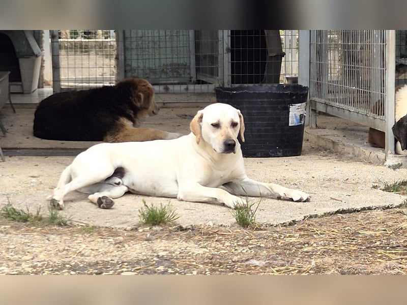 Sintos Mischlingsrüde ca. 4,5 Jahre alt in Griechenland