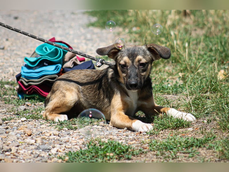 Robi Mischlingsrüde ca. 1  Jahr alt in 72667 Schlaitdorf