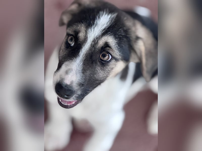 Leo Mischlingsrüde ca. 4 Monate alt in Griechenland