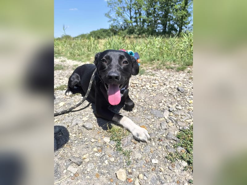 Toboz Mischlingsrüde ca. 1 Jahr alt in Ungarn