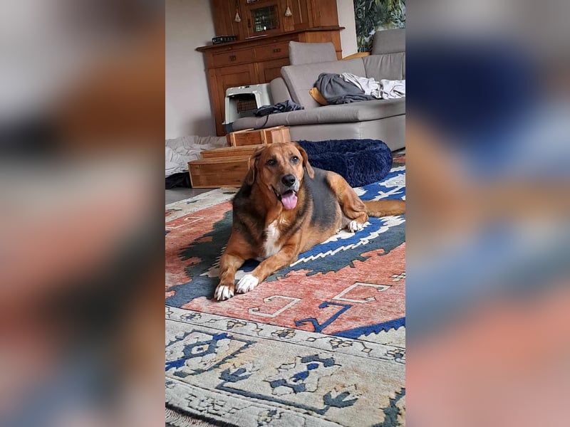 Perla Mischlingshündin ca. 8 Jahre alt in 34613 Schwalmstadt Perla Mischlingshündin ca. 8 Jahre alt in 34613 Schwalmstadt