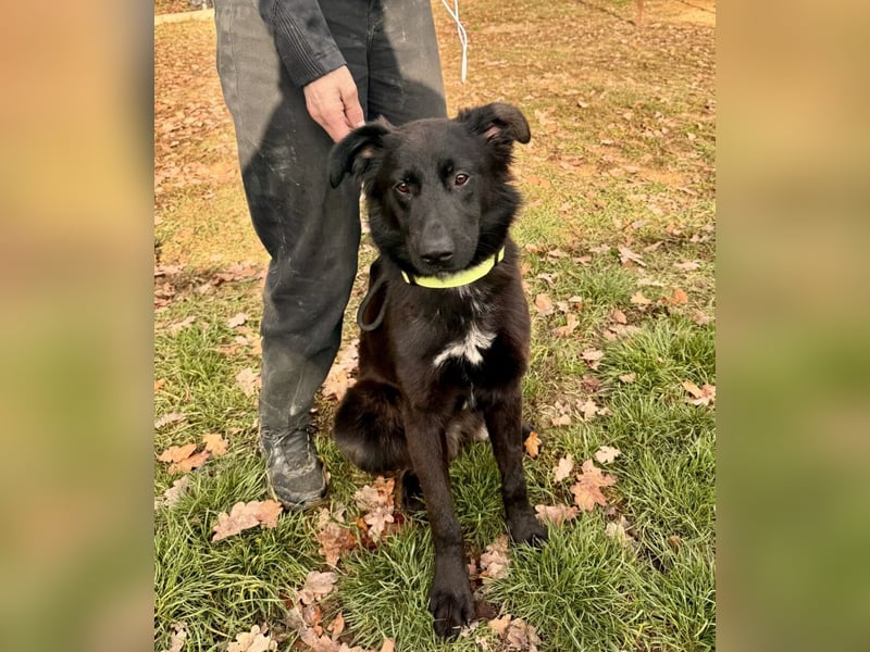 Serius Mischlingsrüde ca. 6 Monate alt in Ungarn