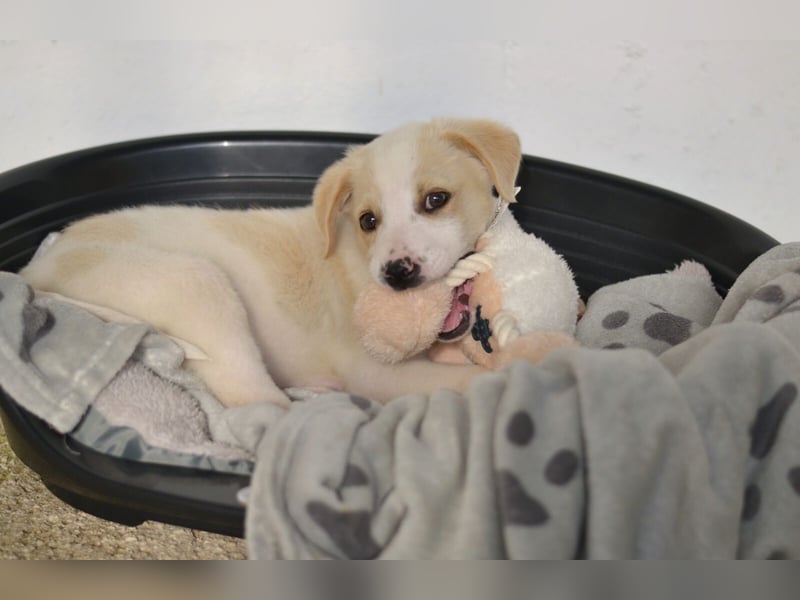 Nima Mischlingsrüde ca. 3 Monate alt in Griechenland