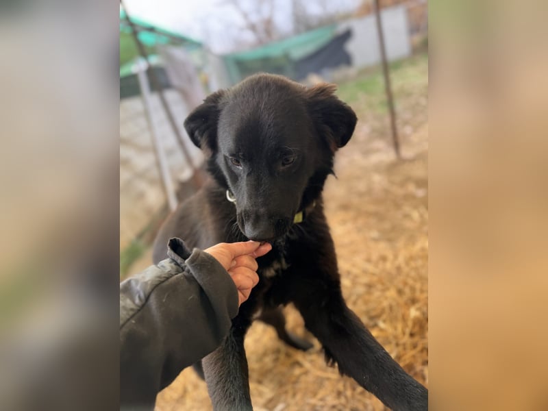 Serius Mischlingsrüde ca. 6 Monate alt in Ungarn