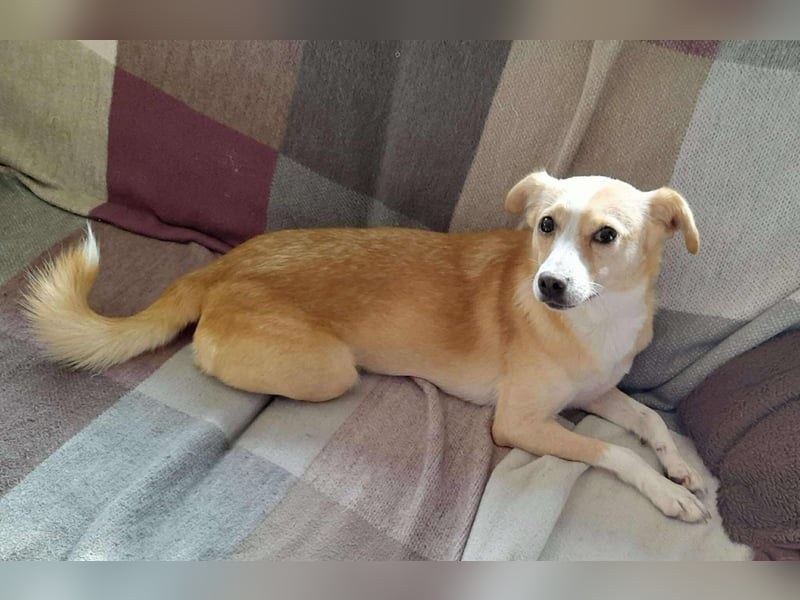 Abigel liebe Mischlingshündin ca. 3,5 Jahre alt in 35641 Schöffengrund