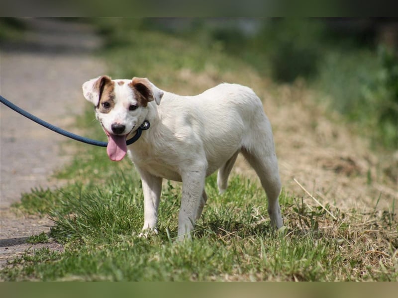 Tofu Mischlingshündin ca. 1,3 Jahre alt in Ungarn