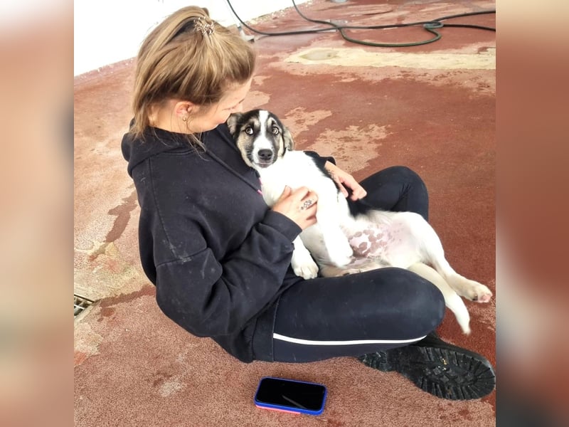 Leo Mischlingsrüde ca. 4 Monate alt in Griechenland