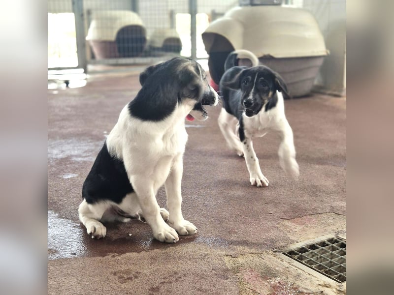 Nelly Mischlingshündin ca. 4 Monate alt in Griechenland