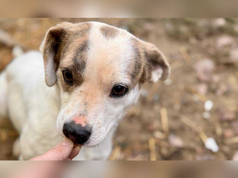 Tofu Mischlingshündin ca. 1,7 Jahre alt in 72820 Sonnenbühl