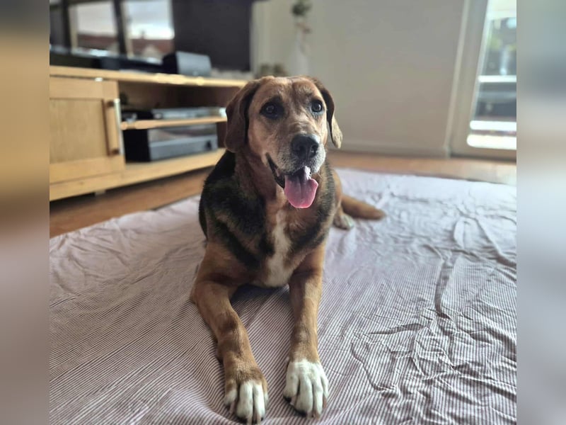 Perla Mischlingshündin ca. 8 Jahre alt in 34613 Schwalmstadt Perla Mischlingshündin ca. 8 Jahre alt in 34613 Schwalmstadt