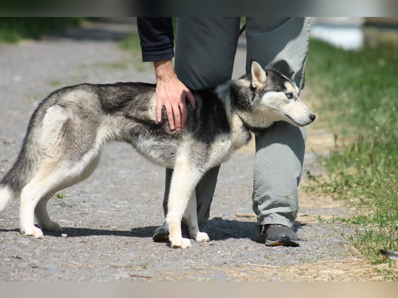 Celine Husky Hündin ca. 1,5 Jahre alt in Ungarn