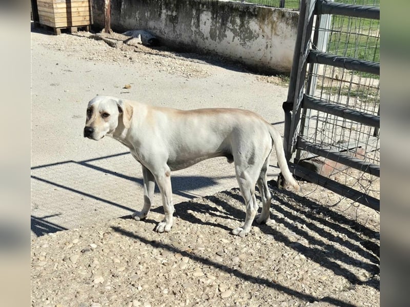 Sintos Mischlingsrüde ca. 4,5 Jahre alt in Griechenland