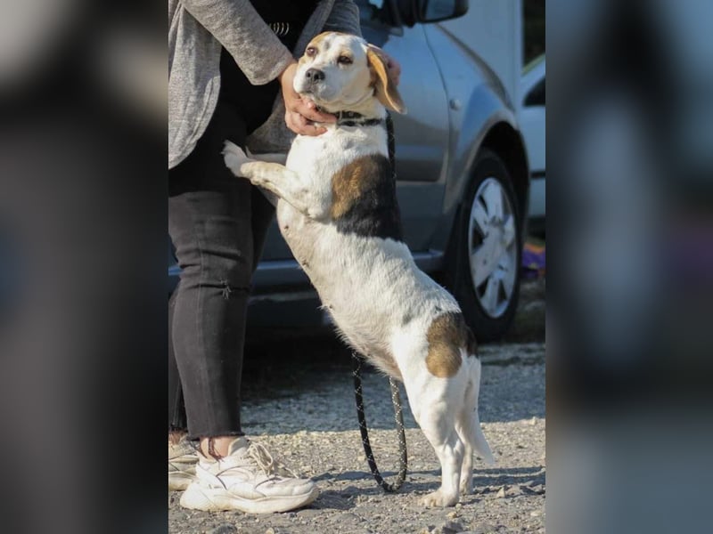 Alma Beagle Hündin ca. 6 Jahre alt in Ungarn