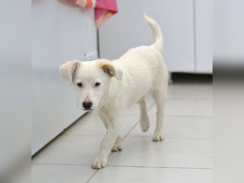 Elsa Kokonimix Hündin ca. 6 Monate alt in Griechenland