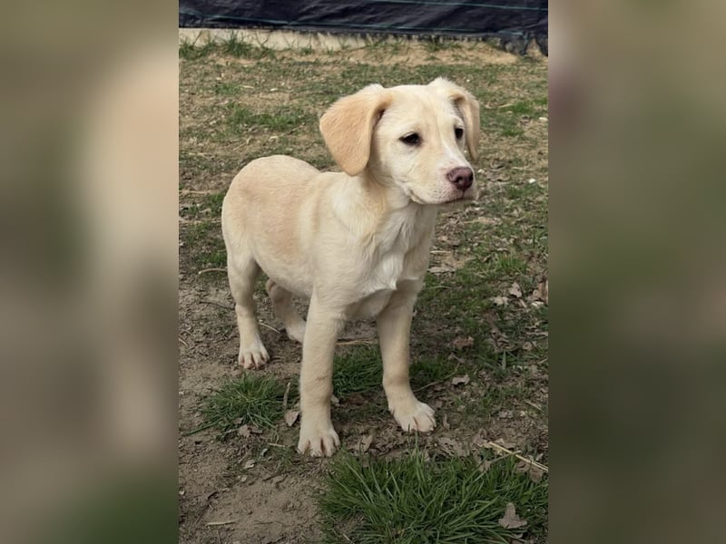 Koktel Mischlingsrüde ca. 5 Monate alt in Ungarn