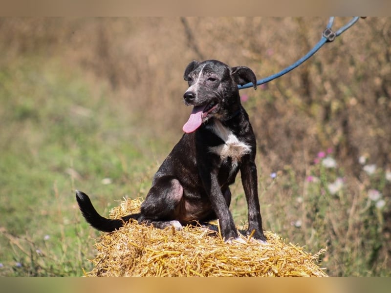 Dariuszina Mischlingshündin ca. 1,8 Jahre alt in Ungarn
