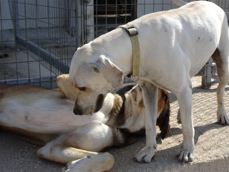 Sintos Mischlingsrüde ca. 4,5 Jahre alt in Griechenland