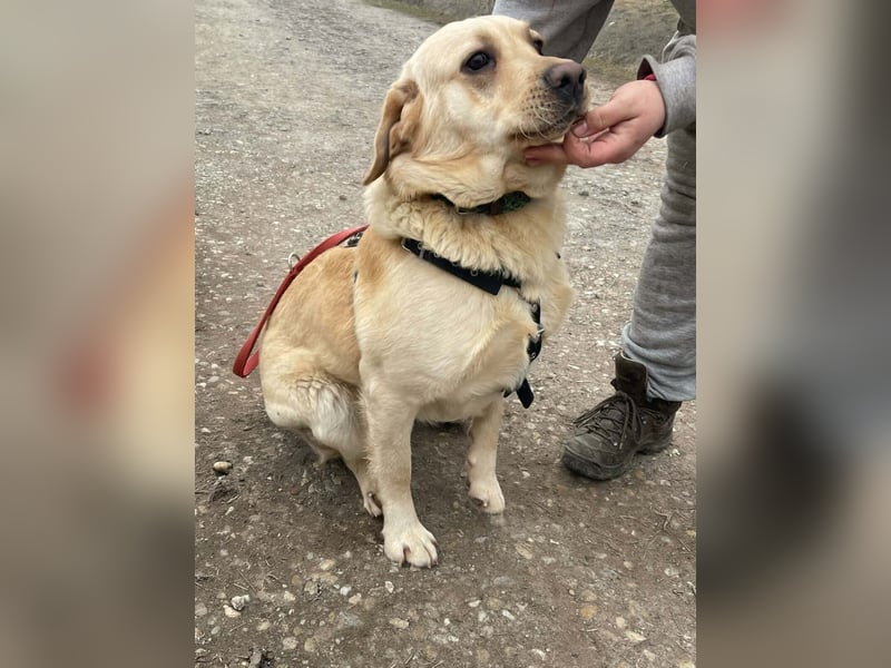 Bradley Mischlingsrüde ca. 1,5 Jahre alt in Ungarn