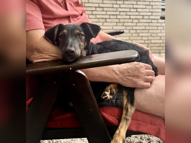 Robi Mischlingsrüde 4 Monate alt in 59071 Hamm