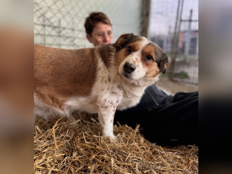 Babette Mischlingshündin ca. 4 Jahre alt in Ungarn