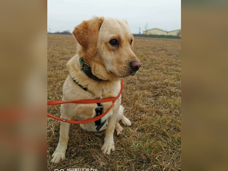 Bradley Mischlingsrüde ca. 1,5 Jahre alt in Ungarn