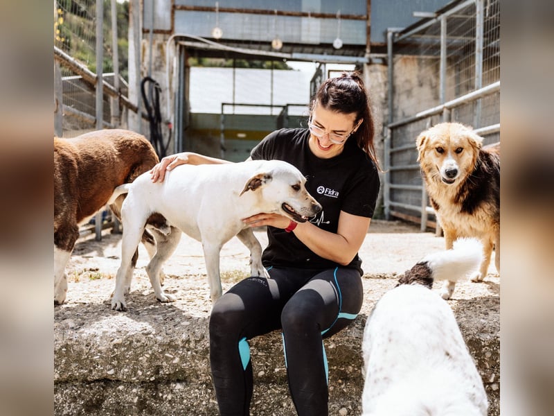 Sintos Mischlingsrüde ca. 4,5 Jahre alt in Griechenland