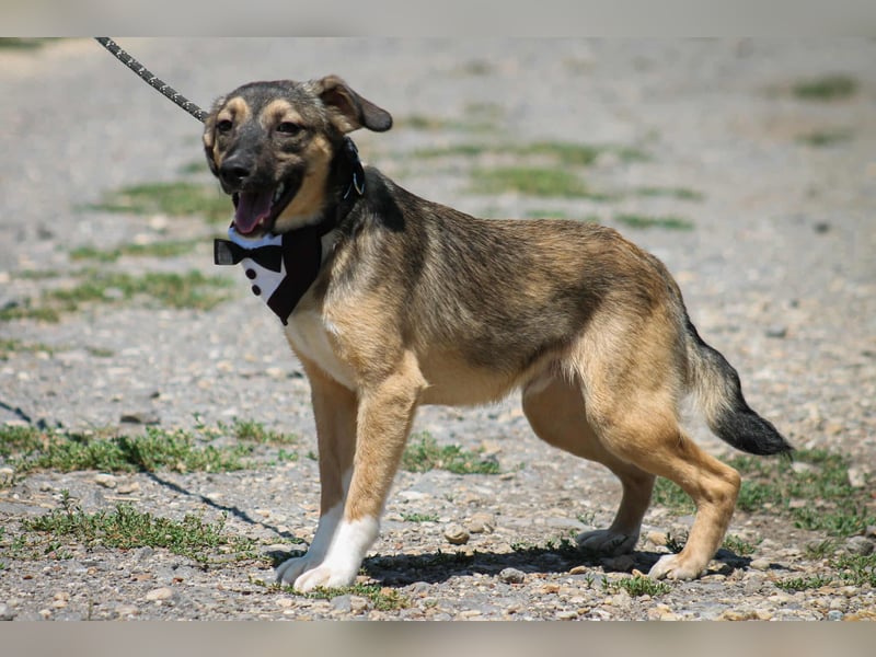Robi Mischlingsrüde ca. 1  Jahr alt in 72667 Schlaitdorf
